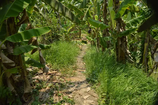Berrak mavi gökyüzünün altındaki görkemli palmiye ağaçlarının ufkuna uzanan yemyeşil çayırları olan ideal tropikal bir manzara. Sakin ve doğal kırsal bir ortam çarpıcı bir şekilde ele geçirildi..