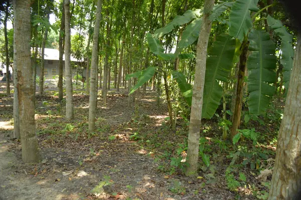 Berrak mavi gökyüzünün altındaki görkemli palmiye ağaçlarının ufkuna uzanan yemyeşil çayırları olan ideal tropikal bir manzara. Sakin ve doğal kırsal bir ortam çarpıcı bir şekilde ele geçirildi..