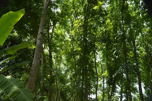 Taze yeşil yapraklarla süslenmiş, doğa temalı tasarımlar için sakin ve barışçıl bir ortam sunan, yumuşak ve minimalist bir ışıklandırma düzeniyle yakalanmış küçük ağaç dallarını gösteren doğal bir sahne..