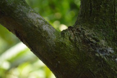 Büyük tropik yeşil ağaç, mavi gökyüzüne karşı çeşitli ağaçların dalları. Taze yeşil yapraklı, yumuşak ışıklandırmalı ağaç dalları