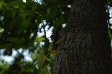 Yumuşak ışıklandırmada taze yeşil yaprakları olan küçük ağaç dallarına yakın çekim