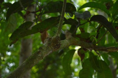 Büyük tropik yeşil ağaç, mavi gökyüzüne karşı çeşitli ağaçların dalları. Taze yeşil yapraklı, yumuşak ışıklandırmalı ağaç dalları