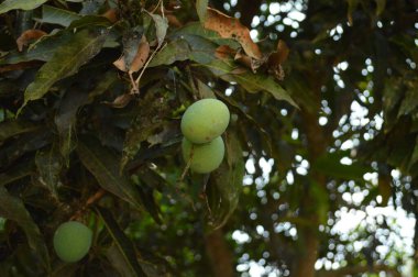 Yumuşak ışıklandırmada taze yeşil yaprakları olan küçük ağaç dallarına yakın çekim