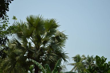 Yumuşak ışıklandırmada taze yeşil yaprakları olan küçük ağaç dallarına yakın çekim