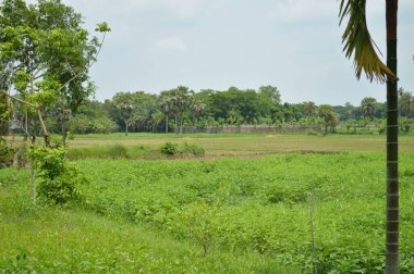 Berrak mavi gökyüzünün altındaki görkemli palmiye ağaçlarının ufkuna uzanan yemyeşil çayırları olan ideal tropikal bir manzara. Sakin ve doğal kırsal bir ortam çarpıcı bir şekilde ele geçirildi..