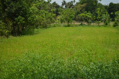 Berrak mavi gökyüzünün altındaki görkemli palmiye ağaçlarının ufkuna uzanan yemyeşil çayırları olan ideal tropikal bir manzara. Sakin ve doğal kırsal bir ortam çarpıcı bir şekilde ele geçirildi..