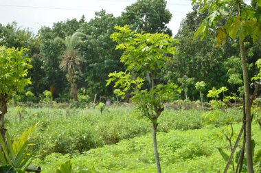 Berrak mavi gökyüzünün altındaki görkemli palmiye ağaçlarının ufkuna uzanan yemyeşil çayırları olan ideal tropikal bir manzara. Sakin ve doğal kırsal bir ortam çarpıcı bir şekilde ele geçirildi..