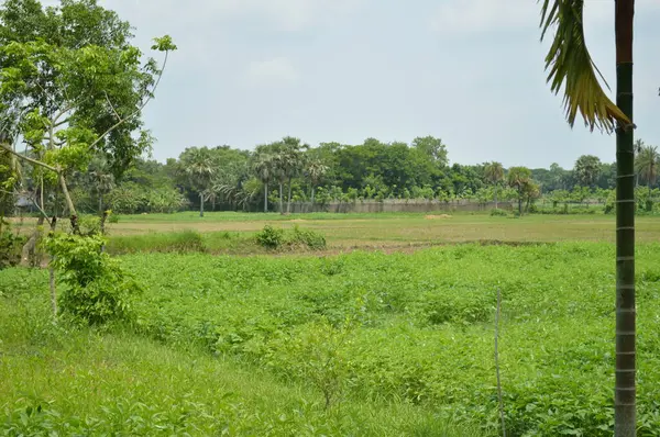 Berrak mavi gökyüzünün altındaki görkemli palmiye ağaçlarının ufkuna uzanan yemyeşil çayırları olan ideal tropikal bir manzara. Sakin ve doğal kırsal bir ortam çarpıcı bir şekilde ele geçirildi..