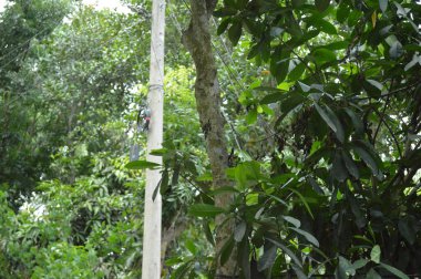 Taze yeşil yapraklarla süslenmiş, doğa temalı tasarımlar için sakin ve barışçıl bir ortam sunan, yumuşak ve minimalist bir ışıklandırma düzeniyle yakalanmış küçük ağaç dallarını gösteren doğal bir sahne..