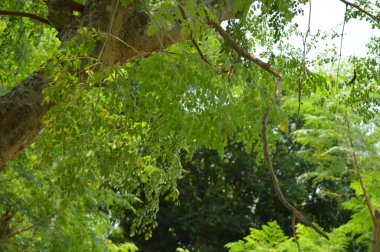 Büyük tropik yeşil ağaç, mavi gökyüzüne karşı çeşitli ağaçların dalları. Taze yeşil yapraklı, yumuşak ışıklandırmalı ağaç dalları