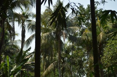 Büyük tropik yeşil ağaç, mavi gökyüzüne karşı çeşitli ağaçların dalları. Taze yeşil yapraklı, yumuşak ışıklandırmalı ağaç dalları