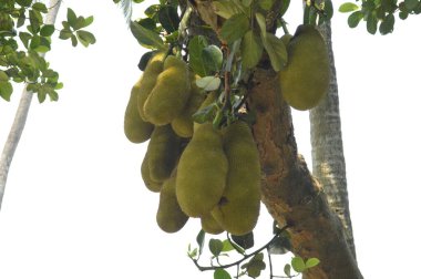 Meyveli yeşil ağaç