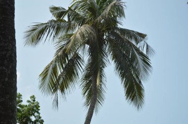 Palmiyeler gökyüzüne doğru uzanan görünür elektrik hatlarıyla canlı, açık ve güneşli bir gökyüzü altında tropikal bir ortam yaratıyorlar. Sahne, kentselliğin dokunuşuyla birleşince doğal bir canlılık sağlıyor..
