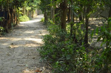 Berrak mavi gökyüzünün altındaki görkemli palmiye ağaçlarının ufkuna uzanan yemyeşil çayırları olan ideal tropikal bir manzara. Sakin ve doğal kırsal bir ortam çarpıcı bir şekilde ele geçirildi..