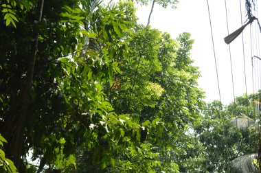 Taze yeşil yapraklarla süslenmiş, doğa temalı tasarımlar için sakin ve barışçıl bir ortam sunan, yumuşak ve minimalist bir ışıklandırma düzeniyle yakalanmış küçük ağaç dallarını gösteren doğal bir sahne..