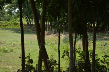 Berrak mavi gökyüzünün altındaki görkemli palmiye ağaçlarının ufkuna uzanan yemyeşil çayırları olan ideal tropikal bir manzara. Sakin ve doğal kırsal bir ortam çarpıcı bir şekilde ele geçirildi..