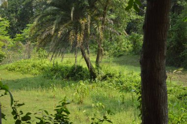 Berrak mavi gökyüzünün altındaki görkemli palmiye ağaçlarının ufkuna uzanan yemyeşil çayırları olan ideal tropikal bir manzara. Sakin ve doğal kırsal bir ortam çarpıcı bir şekilde ele geçirildi..
