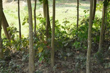 Berrak mavi gökyüzünün altındaki görkemli palmiye ağaçlarının ufkuna uzanan yemyeşil çayırları olan ideal tropikal bir manzara. Sakin ve doğal kırsal bir ortam çarpıcı bir şekilde ele geçirildi..