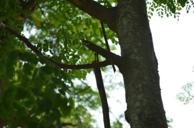 Büyük tropik yeşil ağaç, mavi gökyüzüne karşı çeşitli ağaçların dalları. Taze yeşil yapraklı, yumuşak ışıklandırmalı ağaç dalları