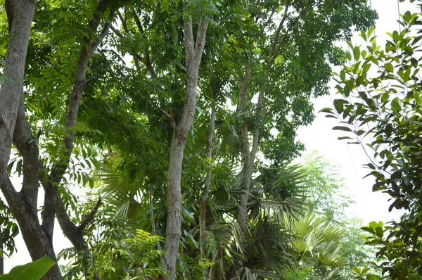 Büyük tropik yeşil ağaç, mavi gökyüzüne karşı çeşitli ağaçların dalları. Taze yeşil yapraklı, yumuşak ışıklandırmalı ağaç dalları