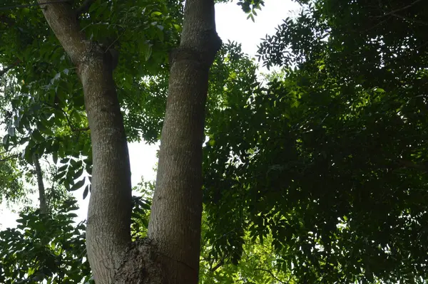 Büyük tropik yeşil ağaç, mavi gökyüzüne karşı çeşitli ağaçların dalları. Taze yeşil yapraklı, yumuşak ışıklandırmalı ağaç dalları