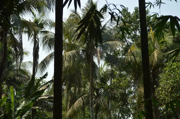 Büyük tropik yeşil ağaç, mavi gökyüzüne karşı çeşitli ağaçların dalları. Taze yeşil yapraklı, yumuşak ışıklandırmalı ağaç dalları