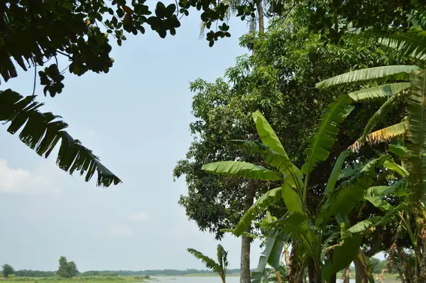 Taze yeşil yapraklarla süslenmiş, doğa temalı tasarımlar için sakin ve barışçıl bir ortam sunan, yumuşak ve minimalist bir ışıklandırma düzeniyle yakalanmış küçük ağaç dallarını gösteren doğal bir sahne..