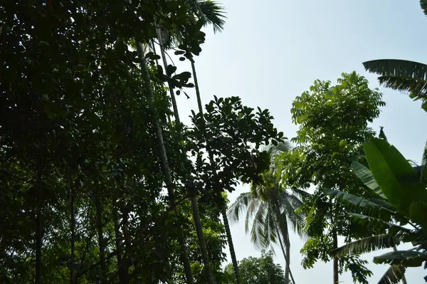 Palmiyeler gökyüzüne doğru uzanan görünür elektrik hatlarıyla canlı, açık ve güneşli bir gökyüzü altında tropikal bir ortam yaratıyorlar. Sahne, kentselliğin dokunuşuyla birleşince doğal bir canlılık sağlıyor..