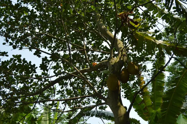 Büyük tropik yeşil ağaç, mavi gökyüzüne karşı çeşitli ağaçların dalları. Taze yeşil yapraklı, yumuşak ışıklandırmalı ağaç dalları