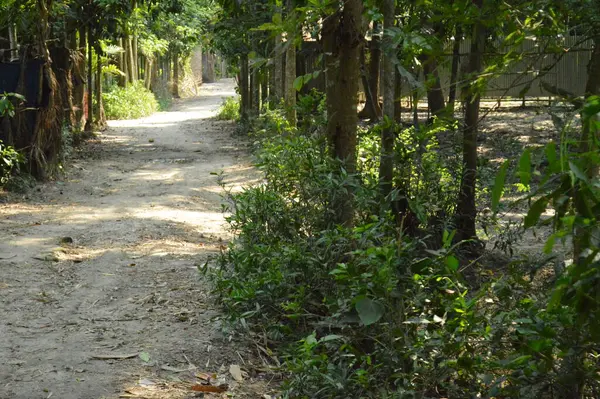 Berrak mavi gökyüzünün altındaki görkemli palmiye ağaçlarının ufkuna uzanan yemyeşil çayırları olan ideal tropikal bir manzara. Sakin ve doğal kırsal bir ortam çarpıcı bir şekilde ele geçirildi..