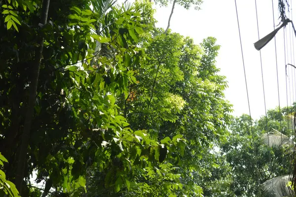 Taze yeşil yapraklarla süslenmiş, doğa temalı tasarımlar için sakin ve barışçıl bir ortam sunan, yumuşak ve minimalist bir ışıklandırma düzeniyle yakalanmış küçük ağaç dallarını gösteren doğal bir sahne..