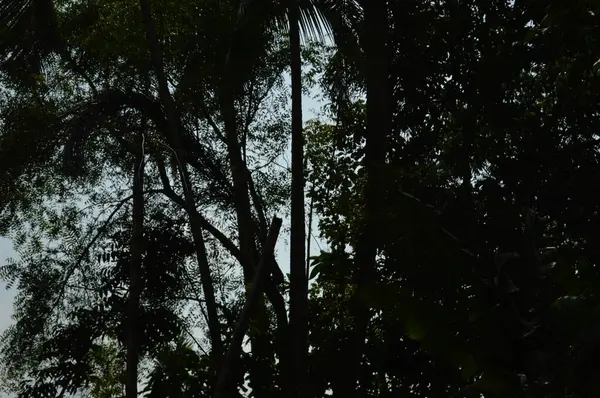 Berrak mavi gökyüzünün altındaki görkemli palmiye ağaçlarının ufkuna uzanan yemyeşil çayırları olan ideal tropikal bir manzara. Sakin ve doğal kırsal bir ortam çarpıcı bir şekilde ele geçirildi..