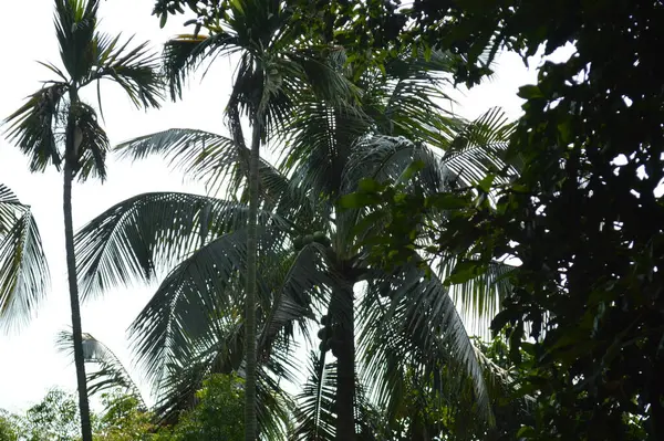 Palmiyeler gökyüzüne doğru uzanan görünür elektrik hatlarıyla canlı, açık ve güneşli bir gökyüzü altında tropikal bir ortam yaratıyorlar. Sahne, kentselliğin dokunuşuyla birleşince doğal bir canlılık sağlıyor..