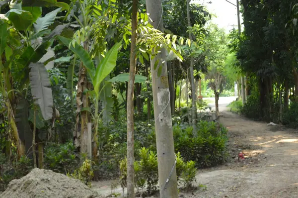 Berrak mavi gökyüzünün altındaki görkemli palmiye ağaçlarının ufkuna uzanan yemyeşil çayırları olan ideal tropikal bir manzara. Sakin ve doğal kırsal bir ortam çarpıcı bir şekilde ele geçirildi..