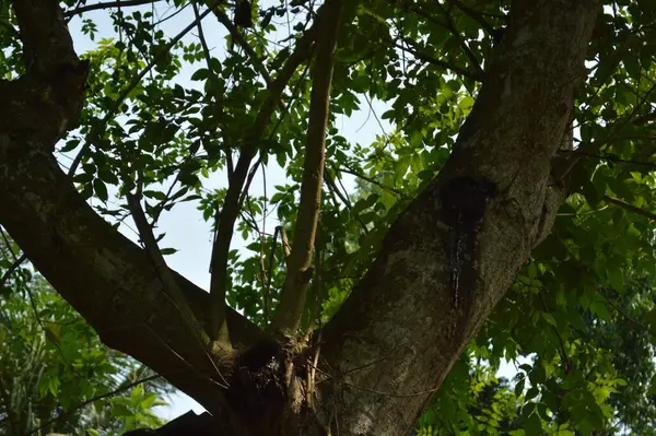 Büyük tropik yeşil ağaç, mavi gökyüzüne karşı çeşitli ağaçların dalları. Taze yeşil yapraklı, yumuşak ışıklandırmalı ağaç dalları