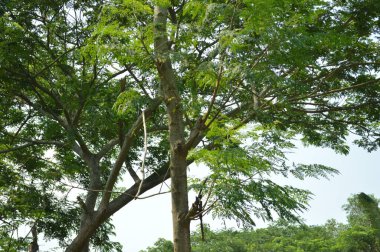 Büyük tropik yeşil ağaç, mavi gökyüzüne karşı çeşitli ağaçların dalları. Taze yeşil yapraklı, yumuşak ışıklandırmalı ağaç dalları