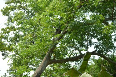 Büyük tropik yeşil ağaç, mavi gökyüzüne karşı çeşitli ağaçların dalları. Taze yeşil yapraklı, yumuşak ışıklandırmalı ağaç dalları