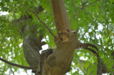 Büyük tropik yeşil ağaç, mavi gökyüzüne karşı çeşitli ağaçların dalları. Taze yeşil yapraklı, yumuşak ışıklandırmalı ağaç dalları