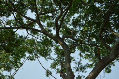 Büyük tropik yeşil ağaç, mavi gökyüzüne karşı çeşitli ağaçların dalları. Taze yeşil yapraklı, yumuşak ışıklandırmalı ağaç dalları