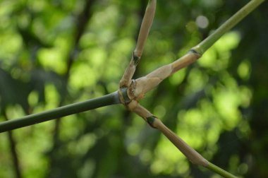 Büyük tropik yeşil ağaç, mavi gökyüzüne karşı çeşitli ağaçların dalları. Taze yeşil yapraklı, yumuşak ışıklandırmalı ağaç dalları