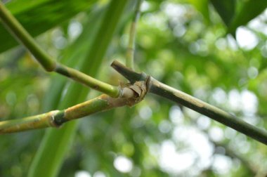 Yumuşak ışıklandırmada taze yeşil yaprakları olan küçük ağaç dallarına yakın çekim