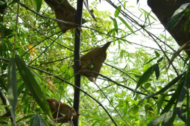 Büyük tropik yeşil ağaç, mavi gökyüzüne karşı çeşitli ağaçların dalları. Taze yeşil yapraklı, yumuşak ışıklandırmalı ağaç dalları