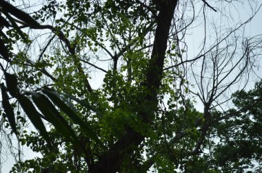Büyük tropik yeşil ağaç, mavi gökyüzüne karşı çeşitli ağaçların dalları. Taze yeşil yapraklı, yumuşak ışıklandırmalı ağaç dalları