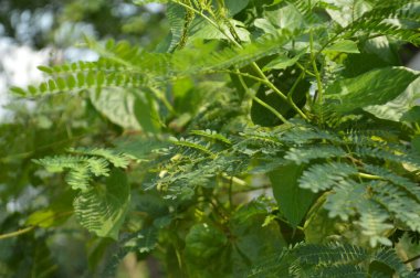 Fabrika 'nın yeşil yapraklarının detaylarını kapat. Yaprakların yakın çekimi, doğa arkaplanı.