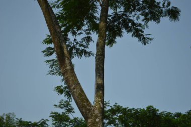 Büyük tropik yeşil ağaç, mavi gökyüzüne karşı çeşitli ağaçların dalları. Taze yeşil yapraklı, yumuşak ışıklandırmalı ağaç dalları