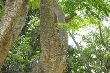Yumuşak ışıklandırmada taze yeşil yaprakları olan küçük ağaç dallarına yakın çekim
