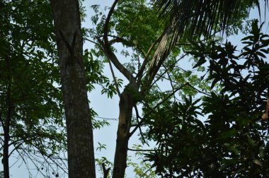 Fabrika 'nın yeşil yapraklarının detaylarını kapat. Yaprakların yakın çekimi, doğa arkaplanı.