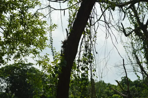 Büyük tropik yeşil ağaç, mavi gökyüzüne karşı çeşitli ağaçların dalları. Taze yeşil yapraklı, yumuşak ışıklandırmalı ağaç dalları