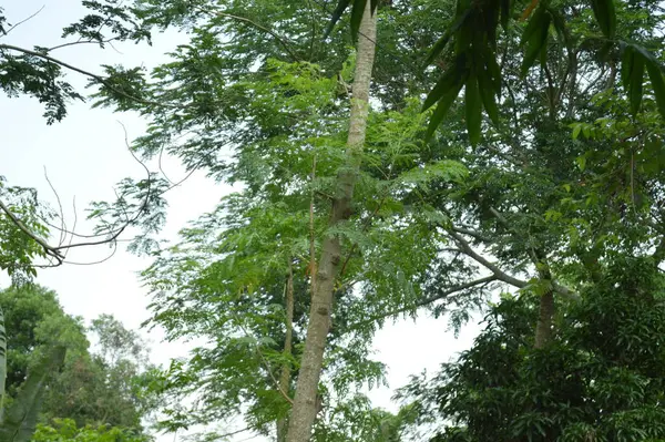 Yumuşak ışıklandırmada taze yeşil yaprakları olan küçük ağaç dallarına yakın çekim