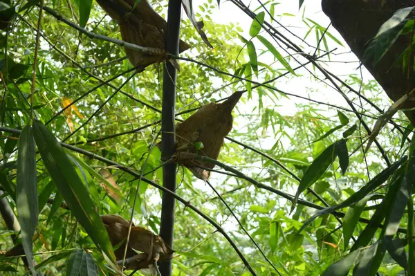Büyük tropik yeşil ağaç, mavi gökyüzüne karşı çeşitli ağaçların dalları. Taze yeşil yapraklı, yumuşak ışıklandırmalı ağaç dalları